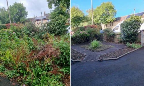 Overgrown garden clearance