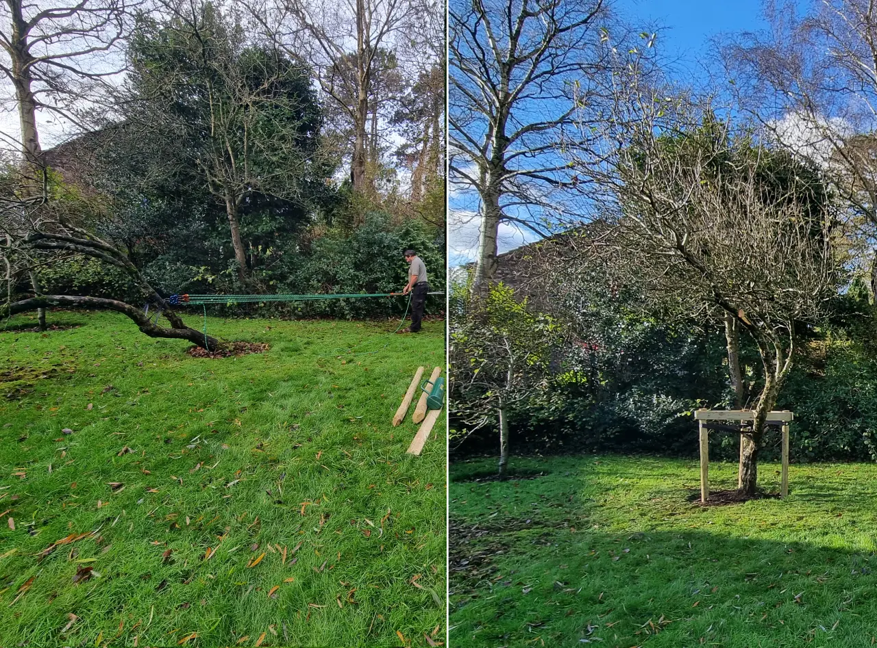 tree work in Morecambe