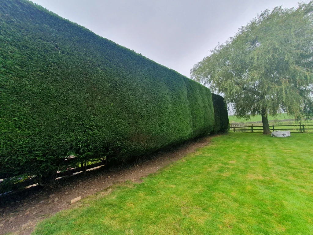 hedge cutting in Carnforth